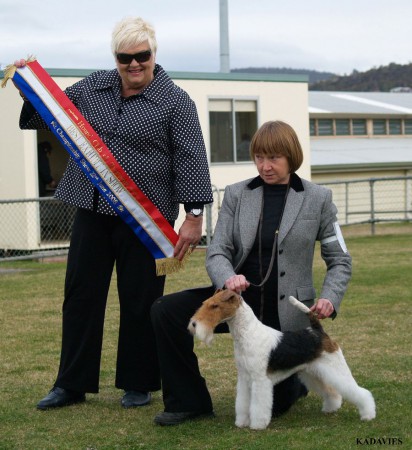 Multi BIS Australian Champion Ash Grove Einstein